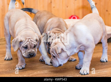 Tre 8 settimane vecchio Ca de Bou (Mallorquin Mastiff) cuccioli giocare con ciascun altro Foto Stock