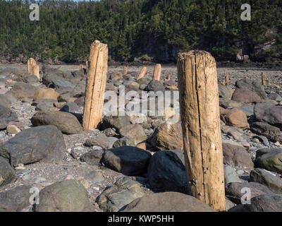 Resti di palificazioni nel punto spiaggia Wolfe, Fundy National Park, la baia di Fundy, New Brunswick, Canada. Foto Stock