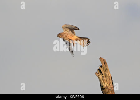 Il Gheppio comune di decollare da un post in Lancashire Regno Unito Foto Stock