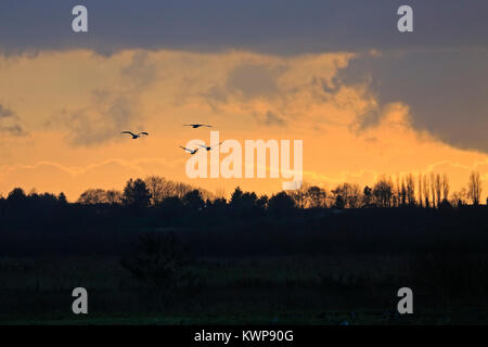 Quattro cigni Whooper venendo a roost al tramonto a Martin semplice Foto Stock