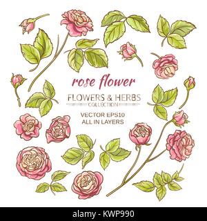 Elementi di rose vettore impostato su sfondo bianco Illustrazione Vettoriale