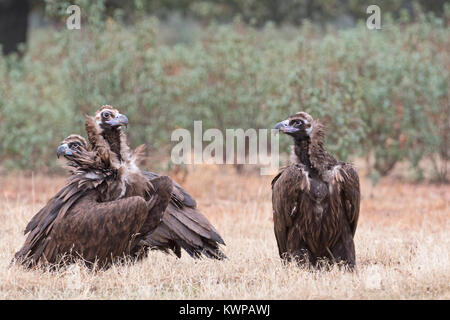 Eurasian avvoltoio nero Aegypius monachus San Pedro Sierra Extremadura Spagna Dicembre Foto Stock