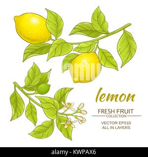 Rami di limone vettore impostato su sfondo bianco Illustrazione Vettoriale