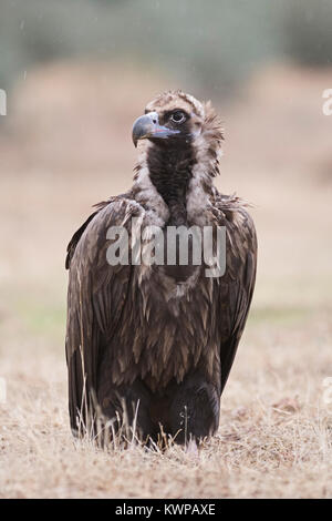 Eurasian avvoltoio nero Aegypius monachus San Pedro Sierra Extremadura Spagna Dicembre Foto Stock