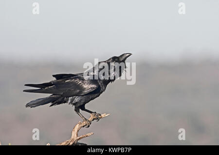 Comune di Corvo imperiale Corvus corax visualizzazione Extremadura Spagna Dicembre Foto Stock