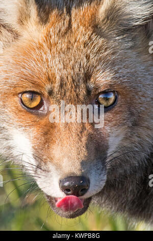 La Volpe rossa Vulpes vulpes San Pedro Sierra Extremadura Spagna Foto Stock