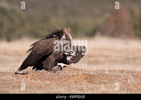 Eurasian avvoltoio nero Aegypius monachus San Pedro Sierra Extremadura Spagna Dicembre Foto Stock