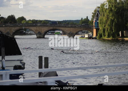 Una gara per la carità il Club annuale al Pub nuotare - Henley on Thames, Regno Unito Foto Stock