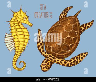 Creatura del mare famiglia Cheloniidae o tartaruga verde ed il cavalluccio. incisi disegnati a mano nel vecchio sketch, in stile vintage. o nautico marine, mostro o cibo. animali nell'oceano. Illustrazione Vettoriale