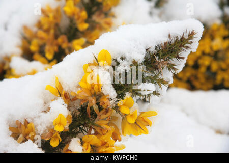 Gorse bloom coperto di neve nella baia di Stokes, Alverstoke: improvvisa tempesta di neve in aprile 2008 Foto Stock