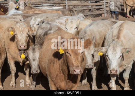 Whitewater, Colorado - bovini, soprattutto Charolais, che essi sono stati arrotondati da un riparto di pascolo su terreni BLM. Foto Stock