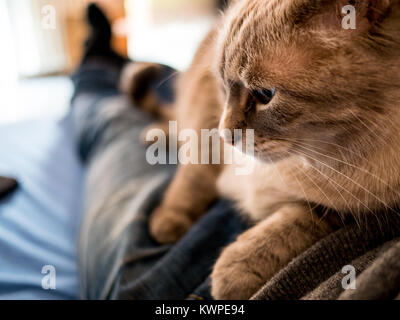 Bel gatto prende un resto sul proprietario Foto Stock