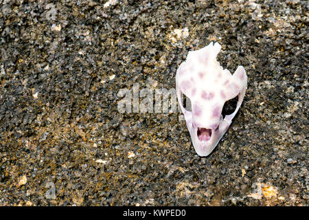 Cranio di tartaruga su una roccia Foto Stock