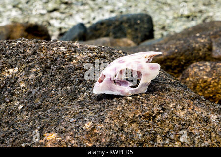 Cranio di tartaruga su una roccia Foto Stock