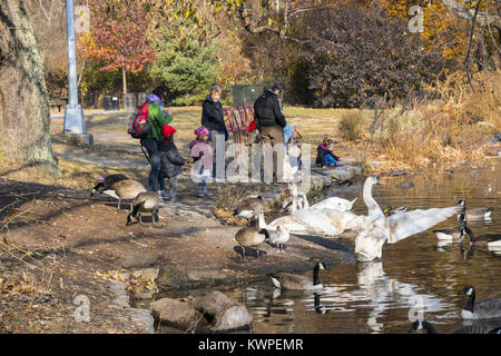 Persone, oche e cigni divertirsi lungo il lago in Prospect Park nel tardo autunno, Brooklyn, New York. Foto Stock
