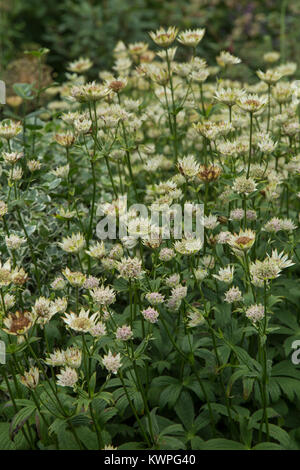 Astrantia nel pieno fiore Foto Stock