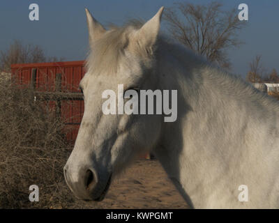 Cavallo bianco nel Nuovo Messico deserto Foto Stock