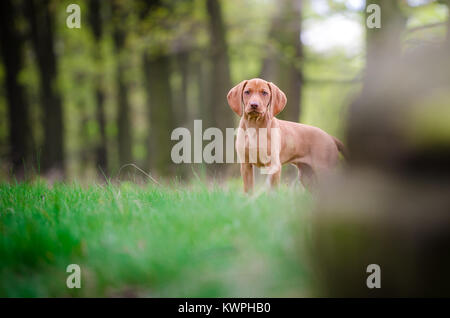 Dieci settimane vecchio cucciolo di cane vizsla in forrest nel tempo a molla Foto Stock