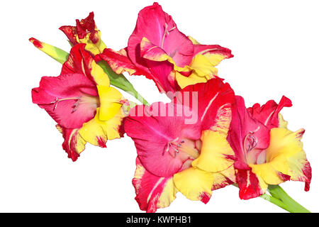 Unico motley rosso, rosa e giallo gladiolus fiore con gocce d'acqua vicino, isolato su uno sfondo bianco Foto Stock