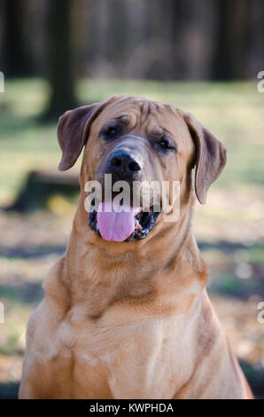 Tosa inu lotta cane in forrest nel tempo a molla Foto Stock