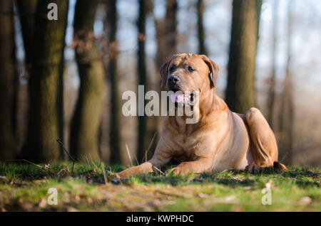 Tosa inu lotta cane in forrest nel tempo a molla Foto Stock