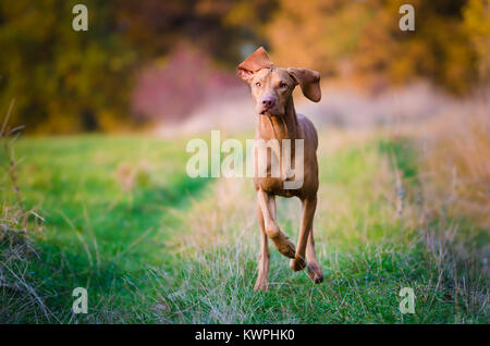 Il Segugio ungherese puntatore vizsla cane in autunno in campo Foto Stock
