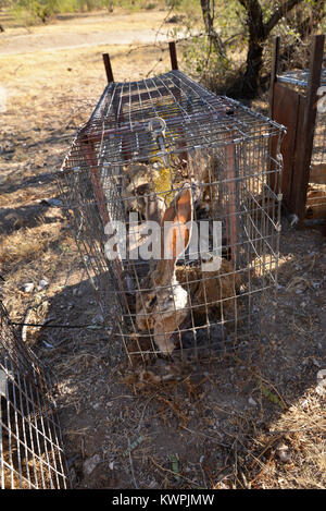 Trappole innescata con raccolte jackrabbits, piume, profumo, suono e altri mezzi sono impostati dai cacciatori di pellicce per vivere della cattura di animali come coyote, fox, Foto Stock