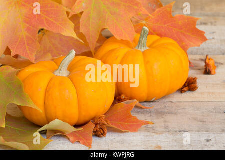 Primo piano di due mini zucche con colorate Foglie di autunno Foto Stock