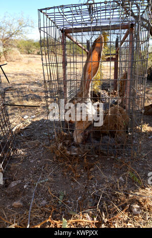 Trappole innescata con raccolte jackrabbits, piume, profumo, suono e altri mezzi sono impostati dai cacciatori di pellicce per vivere della cattura di animali come coyote, fox, Foto Stock