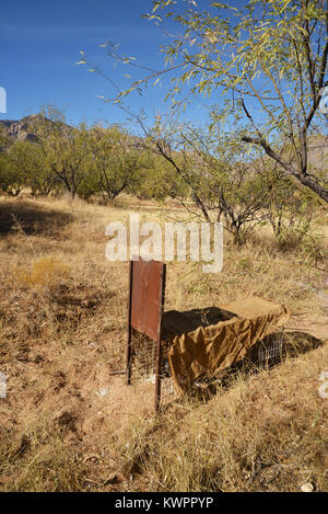 Trappole innescata con raccolte jackrabbits, piume, profumo, suono e altri mezzi sono impostati dai cacciatori di pellicce per vivere della cattura di animali come coyote, fox, Foto Stock