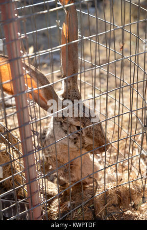 Trappole innescata con raccolte jackrabbits, piume, profumo, suono e altri mezzi sono impostati dai cacciatori di pellicce per vivere della cattura di animali come coyote, fox, Foto Stock