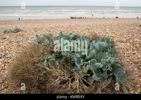 Cooden, UK. Il 3 settembre, 2017. Cavolo riccio di mare (Crambe maritima) sulla ghiaia a Cooden beach, East Sussex. Foto Stock