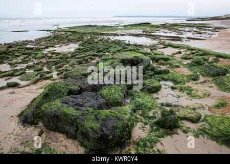 Cooden, UK. Il 3 settembre, 2017. Weed coperte di piscine di roccia sulla spiaggia a Cooden, East Sussex. Foto Stock