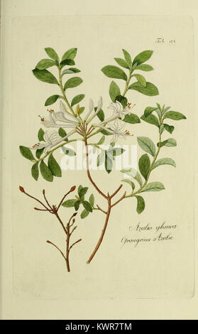 Questa pubblicazione, intitolata "Österreichs allgemeine Baumzucht", è un'opera austriaca sull'arboricoltura generale. Si concentra sui metodi di coltivazione degli alberi, sulla gestione delle specie e sullo studio delle pratiche forestali in Austria. Foto Stock