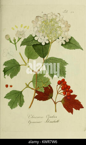 La pubblicazione Österreichs Allgemeine Baumzucht si concentra sulla coltivazione degli alberi e sulle pratiche forestali in Austria, documentando le tecniche agricole, la gestione delle specie e la silvicoltura sostenibile nella regione. Foto Stock