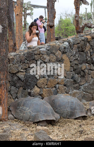 I turisti fotografare tartarughe giganti a Stazione di Ricerca Charles Darwin, isola di Santa Cruz, Isole Galapagos, Ecuador America del Sud Foto Stock