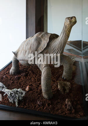 "Lonesome George' l'ultima tartaruga gigante della sua specie, ora un museo dalla sua morte; Ricerca Charles Darwin, Stazione di Santa Cruz. Le Galapagos Foto Stock