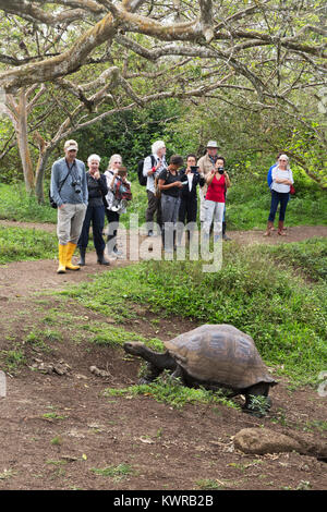 I turisti a guardare una tartaruga gigante, El Chato ranch, isola di Santa Cruz, Galapagos Ecuador America del Sud Foto Stock