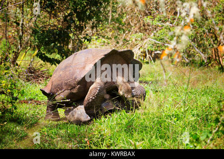 Le Galapagos tartarughe giganti coniugata ( Chelonoidis Nigra ); isola di Santa Cruz, Isole Galapagos, Ecuador America del Sud Foto Stock