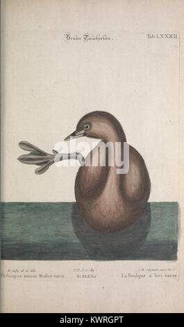 Un piatto del XIX secolo del "Recueil de subacquei oiseaux étrangers et peu communs" che presenta specie esotiche di uccelli provenienti da vari continenti, dettagliate attraverso la colorazione incisa e il contesto dell'habitat. Foto Stock