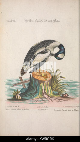 Scheda. XCV da "Recueil de divers oiseaux étrangers et peu communs" che mostra raffigurazioni di specie di uccelli non comuni e straniere, illustrando gli approcci del XVIII secolo alla documentazione e alla classificazione degli uccelli. Foto Stock