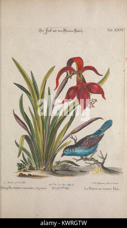 La tabella XXVI (tab. XXVI) in Recueil de divers oiseaux étrangers et peu communs mostra un piatto inciso e colorato di una specie di uccelli esotici, pubblicato a Norimberga tra il 1768 e il 1776. Archivio Internet + 1 Foto Stock