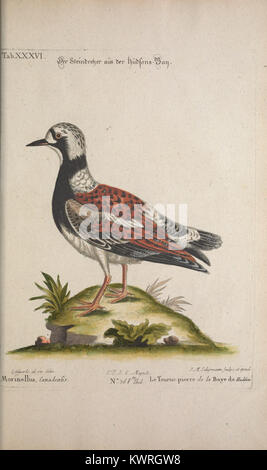 La tabella XXXVI del Recueil de divers oiseaux étrangers et peu communs illustra le specie di uccelli stranieri con caratteristiche forme di piumaggio e becco, create per i primi studi ornitologici e la classificazione. Foto Stock