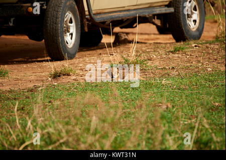 Lion cub passeggiando lungo e cercando i genitori Foto Stock