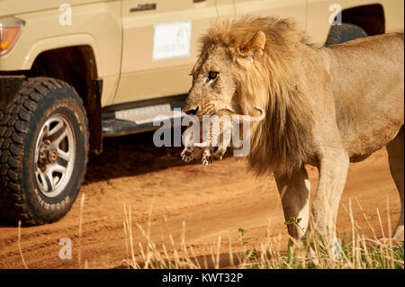 Leone maschile che porta uno dei suoi cuccioli - (raro caso) Foto Stock