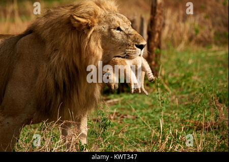 Leone maschile che porta uno dei suoi cuccioli - (raro caso) Foto Stock