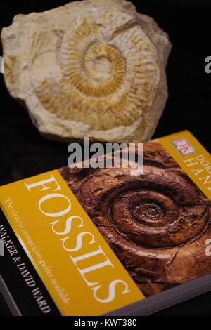 Identificazione di fossili, ammonita fossile e un fossile Paleontologia libro. Geologia e evoluzione biologica. Close up foto, Devon, Regno Unito. Gennaio, 2018. Foto Stock