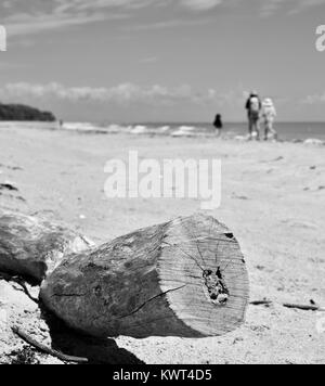 Driftwood su una spiaggia tropicale con persone in background, Bagal spiaggia vicino a Townsville, Queensland, Australia Foto Stock