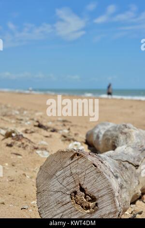 Driftwood su una spiaggia tropicale con persone in background, Bagal spiaggia vicino a Townsville, Queensland, Australia Foto Stock