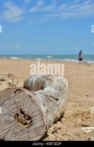 Driftwood su una spiaggia tropicale con persone in background, Bagal spiaggia vicino a Townsville, Queensland, Australia Foto Stock